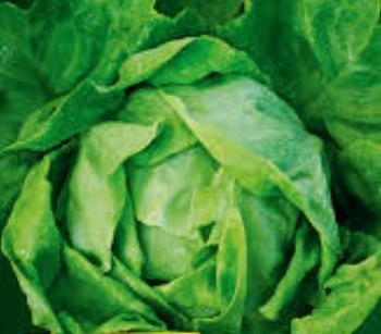 Салат Атракция п 2572 1гр (Италия)