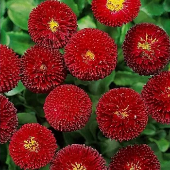 Маргаритка помпонная красная 0.05 г (Польша)