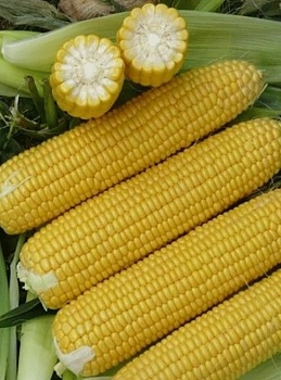 Кукуруза сахарная Старшайн  F1 10 гр  (Франция)