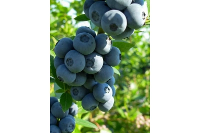 Торф Двина Для голубики 100 л (Беларусь)