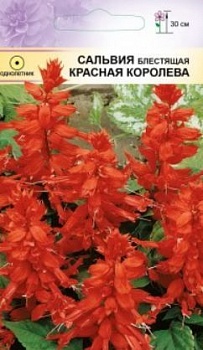 Сальвия Красная королева п 1431 0,1гр (Италия)