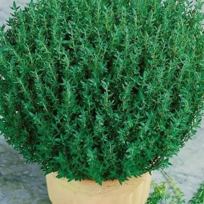 Тимьян обыкновенный 0,2г (Польша)