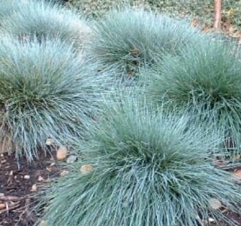 Овсяница сизая Голубая ЦВ 0,1г (Россия)