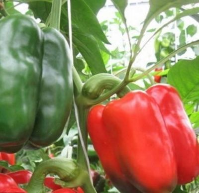 Перец Омброне F1 10шт Купить | Практик