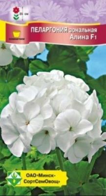 Пеларгония зональная Алина F1 4шт Купить | Практик