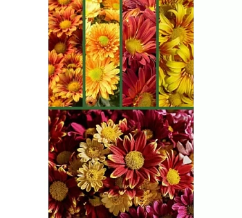 Хризантема Золотая осень (Италия)