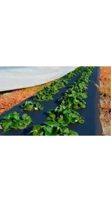 СпанбелЭКО черный, пл. 50, 3.2х10м (Беларусь)