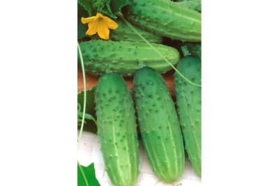 Огурец Тытус F1 среднеранний пчелоопыляемый корнишенного типа (Польша)