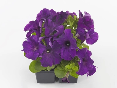 Петуния Лимбо F1 Дип Перпл дражированная (Россия)