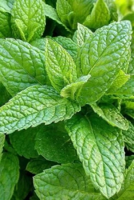 Мята перечная 0,05г (Польша)