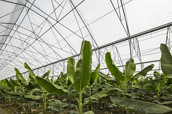 Пленка многолетняя тепличная 150 мкм 6*50м Vatan (Турция) 