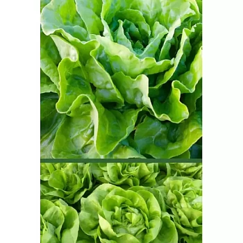 Салат Нансен п. 2573 (1гр.) (Сербия)